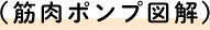 （筋肉ポンプ図解）