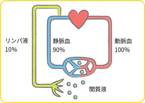リンパ液とリンパ管